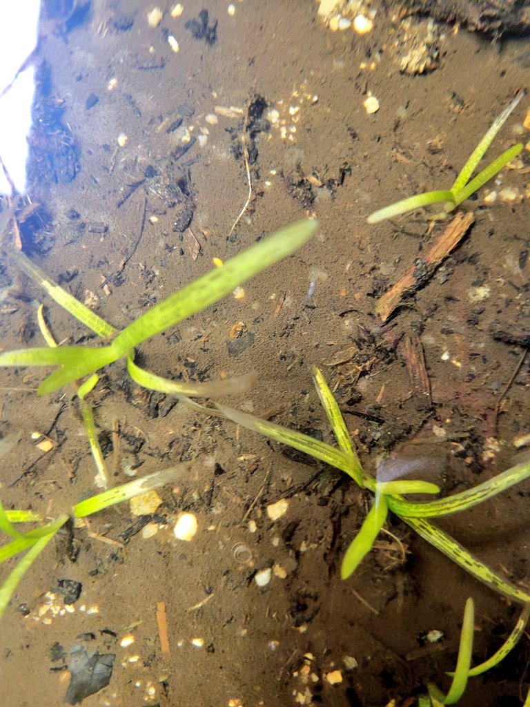 underwater grass